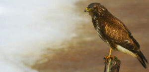 De buizerd