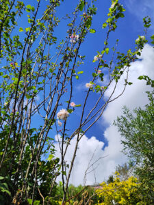 Het planten van fruitbomen