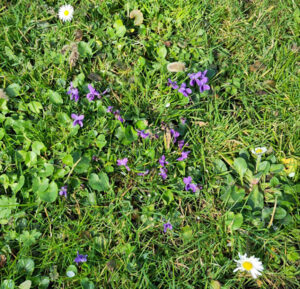 Maartse viooltjes en sneeuwklokjes